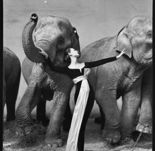 Avedon Richard Dovima con gli elefanti Parigi 1955